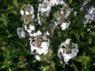 Obrázok produktu pre 6 x Phlox (m) 'Omega' - plamienok - kvetináč 9 x 9 cm