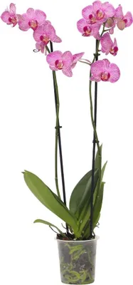 Zdjęcie produktu dla Falenopsis - Phalaenopsis - Wysokość 50-60cm - ⌀12cm