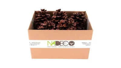 Produktbild von Große Pinienzapfen, Größe 12-14cm, 10 Stück | Pinus pinea
