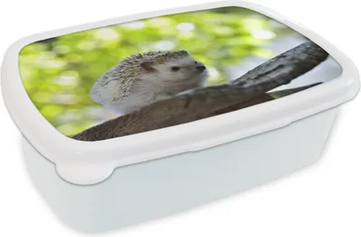 Obrázok produktu pre KitchenYeah® Obedový box Box na desiatu 17x11 cm Malý ježko na strome Detský box na desiatu - Obedový box - Deti - Sendvičový box - Školský box - Obedové boxy