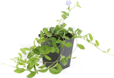 Zdjęcie produktu dla Roslina okrywowa - Barwinek pospolity - Vinca minor - Doniczka 9 cm - Zestaw 12 roslin