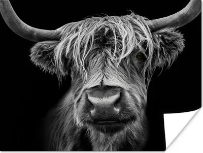 Produktbild von MuchoWow® Poster Schottischer Highlander - Hörner - Schwarz - Weiß - Kuh - Wild - Tiere 120x90 cm - Wandbild