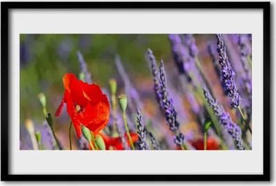 Produktbild von Bild 60x40 MDF-Rahmen Wandkunst Blumen Pflanzen