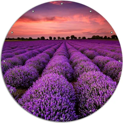 Produktbild von Wallario rundes Outdoor-Poster für Garten oder Balkon, Motiv Lavendelfeld unter rotem Himmel, 120 cm Durchmesser