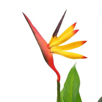 Zdjęcie produktu dla vidaXL Sztuczny kwiat Strelitzia Reginae Bird of Paradise Flower 66 cm