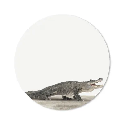 Produktbild von MuchoWow® Mauspad Mousepad Kinder - Krokodil - Junge - Kinder - Mädchen 20x20 cm - Mousepads - Maus Mat - Pad - Mausunterlage - Schreibtischmatte