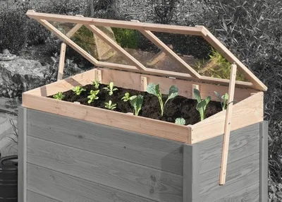 A raised garden bed with a cold frame lid open, showing young plants growing inside.