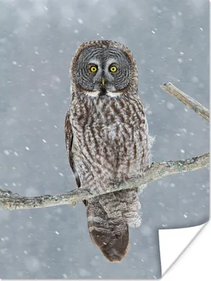 Produktbild von MuchoWow® Poster Eule im Schnee 120x160 cm - Wandbilder