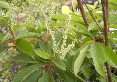 Produktbild von Silberkerzenstrauch - Japanische Zimterle - Clethra barbinervis - duftend (40-60)