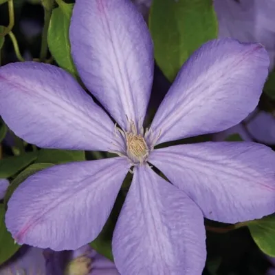 Obrázek produktu pro Clematis Mrs Cholmondeley 1L