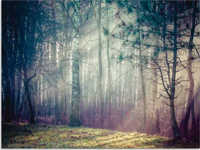 Produktbild von ARTland Glasbild Sonnenstrahlen im Wald Größe: 60x45 cm