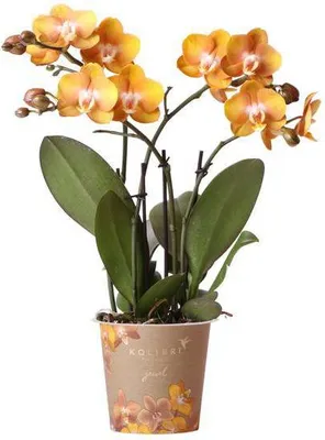 Obrázok produktu pre Orchidea Phalaenopsis Jewel Las Vegas, oranžovo-zlatá, Ø 12 cm, viackvetá rastlina v črepníku