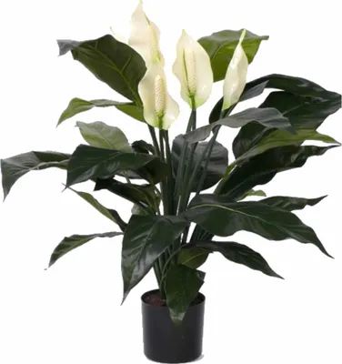 Produktbild von Bellatio Blumen & Pflanzen Kunstliche Pflanze Loffelpflanze - grun - 75 cm