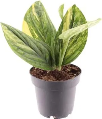 Obrázok produktu pre Gardners Epipremnum pinnatum Marble Variegata, priemer 12 cm