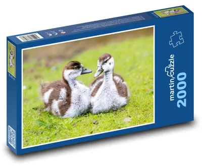Zdjęcie produktu dla Puzzle 2000 Pisklęta Dzikich Gęsi - martinpuzzle