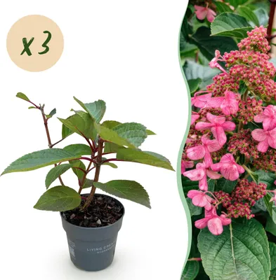 Produktbild von Green boutiQ - Gartenpflanze - Hydrangea panniculata Living Infinity - Rispenhortensie - Winterhart - Weiß - 3 Pflanzen - Topf 12cm - Höhe 20-30cm