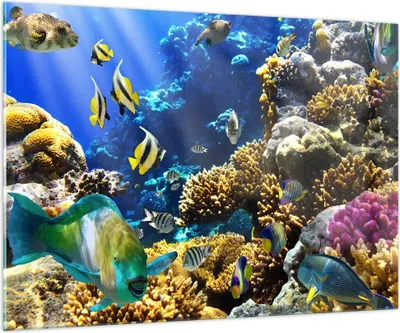Produktbild von Bilder auf glas - Korallenriff Ozean Krabbe Fisch - 100x70cm - Glasbilder - Wandbilder - Kunstdruck - zum Aufhängen bereit - Wanddekoration aus Glas - Glas Bilder - Wandbild auf Glas - GAA100x70-2662