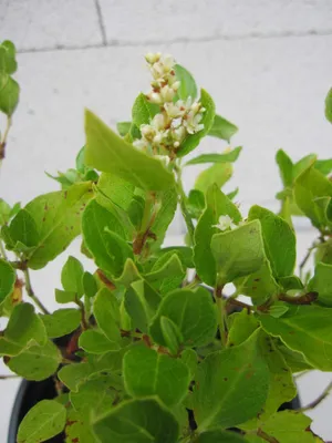 Produktbild von Duft-Knöterich - Persicaria kahil - Kissen-Knöterich