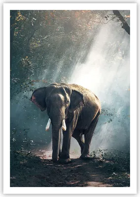 Produktbild von Poster - Poster ohne Rahmen - elefant natur - 70x100 cm - Wand Bild - Wanddeko - Wandbilder - Kunstposter - Wandposter - Bilder - Kunstdruck - Wanddekoration - Wandbild - P2XPA70x100-3972