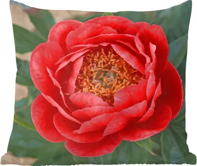 Produktbild von MuchoWow® Zierkissen Sofakissen Wohnzimmer Dekokissen 60x60 cm Eine rote Pfingstrose und eine Knospe - Sitzfläche - Foto Polster