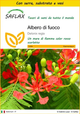 Immagine prodotto di SAFLAX Insieme di coltivazione - Albero di fuoco - 6 semi - Delonix