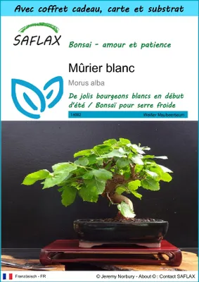 Image de SAFLAX Ensemble-cadeau - Mûrier blanc - 200 graines - Morus
