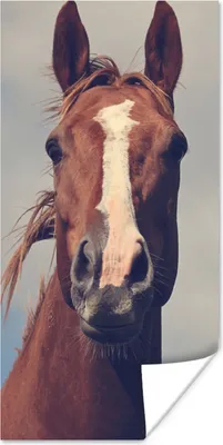 Produktbild von MuchoWow® Poster Pferd - Luft - Blau 20x40 cm - Plakat - Foto