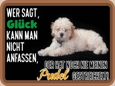 Produktbild von vianmo Holzschild 30x40 cm Glück nicht anfassen Pudel Hund