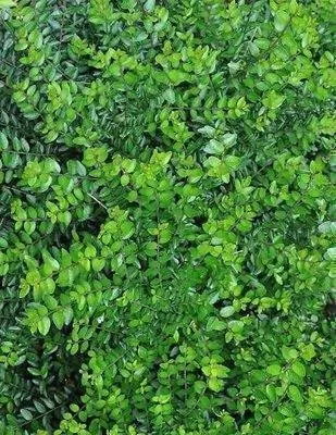 Obrázok produktu pre 10 kusov živého plotu – Lonicera nitida 'Maigrün' | 25-40 cm, bez koreňového balu