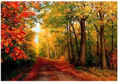 Immagine prodotto di Percorso autunnale nel bosco, mosaico di diamanti, 30x40 cm, kit creativo per mosaici di diamanti