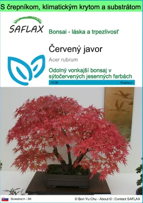 Obrázok produktu pre SAFLAX Garden to go - červený javor - Acer rubrum - 20 Semená - S črepníkom, klimatickým vekom a pestovateľským substrátom