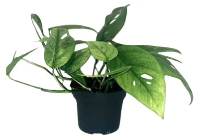 Immagine prodotto di Epipremnum Blu Cebu - 20cm - Ø12cm - Pianta d'appartamento - Sempreverde