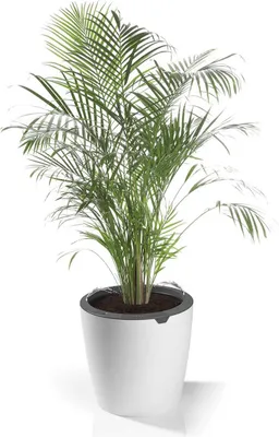 A potted plant in a white planter.