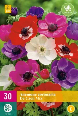 Artikelbild 2 von 'Anemone De Caen Mix (30 Stück)' aus der Kategorie Anemonenknollen
