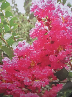 Produktbild von Lagerstroemia indica Seminole - Chinesische Kräuselmyrte - 40-60cm