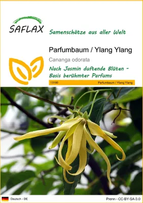 Produktbild von SAFLAX - Parfumbaum / Ylang Ylang - Cananga odorata - 10 Samen