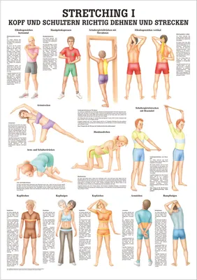 Produktbild von Stretching I Mini-Poster Anatomie 34x24 cm medizinische Lehrmittel