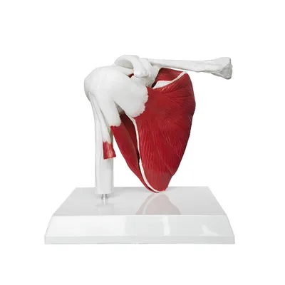 Produktbild von Schultergelenk Modell 1:1 – Anatomisches Schultermodell mit Bändern, Muskeln & Gelenkknochen, Lehr- & Praxismodell