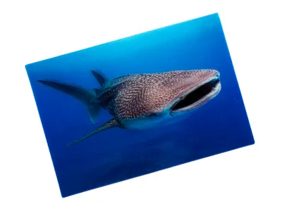 Produktbild von 3 D Ansichtskarte Walhai, Postkarte Wackelkarte Hologrammkarte Wassertier Meerestier