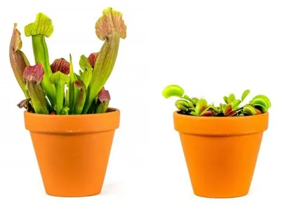 Obrázek produktu pro Gardners Set rostlin DUO Masožravky