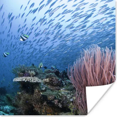 Produktbild von MuchoWow® Poster Riff mit einem Fischschwarm 75x75 cm - Wand Dekoration