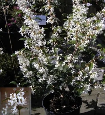 Produktbild von Osmanthus burkwoodii - Duftblüte - Frühlingsduftblüte - Burkwoods Duftblüte - Ölbaumgewächs