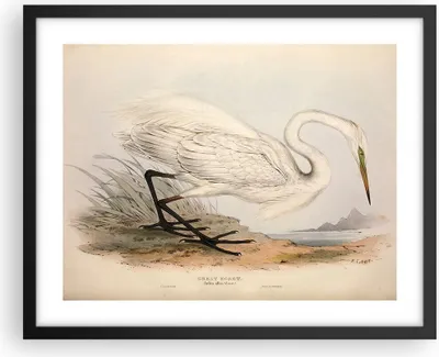 Produktbild von Gerahmtes Poster - Schwarzer Rahmen - Vogel Weiß Reiher - 50x40 cm - Wand Bild - Wanddeko - Wandbilder - Kunstposter - Wandposter - Bilderrahmen - Bilder - Kunstdruck - P2BAA50x40-4979