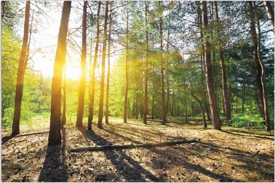 Produktbild von Wallario Wandbild Sonnenstrahlen tief hinter dem Wald, Größe: 61 x 91,5 cm, Poster mit rahmenlosen Bildhalter