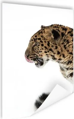 Produktbild von MuchoWow® Poster Leopard - Schnee - Kopf 80x120 cm - Papierdruck