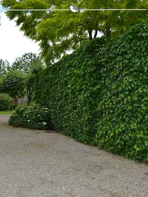 Produktbild von Irischer Efeu Hedera hibernica 175-200 cm im Topf, 12x Heckenpflanze