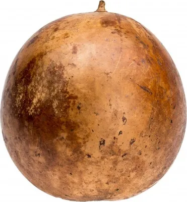 Produktbild von Ballon Frucht natur ca. 18-25cm | Calotropis procera