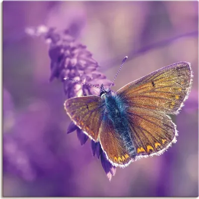 Produktbild von ARTland Leinwandbild Schmetterling Lavendeltraum Größe: 40x40 cm