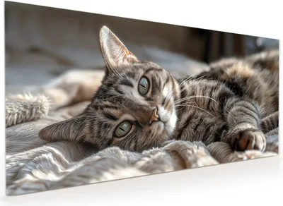 Produktbild von Küchenrückwand Spritzschutz Glas mit Motiv Gemütliche Katze 40 x 40 cm