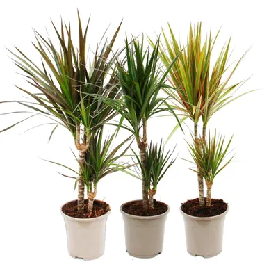 Produktbild von 3er Set aus verschiedenene Drachenbäumen - Dracaena marginata - 17cm - 2er Tuff